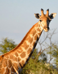 NAMIBIA: POLOWANIE NA GRUBEGO ZWIERZA