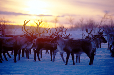 SZWECJA: NA PÓŁNOCY JESZCZE JEST ZIMA