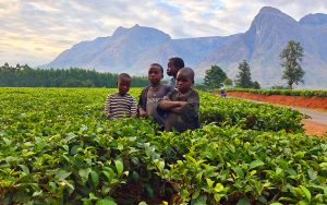 Herbaciane pola Malawi