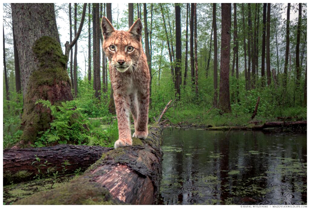 Ryś przechodzący przez obalone, leżace poziomo stare drzedwo w uroczysku nad Bugiem, uchwycony w fotopułapce. - fot. Rafał Wyszyński